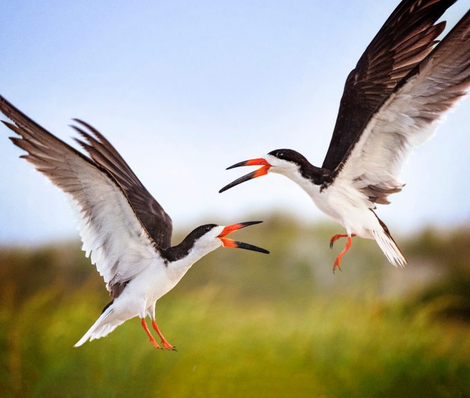 bird beak