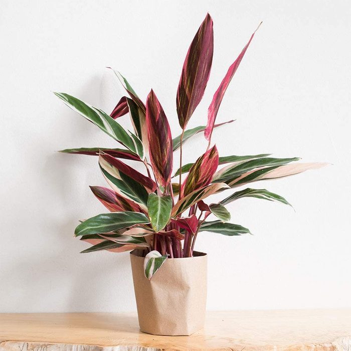 prayer plant
