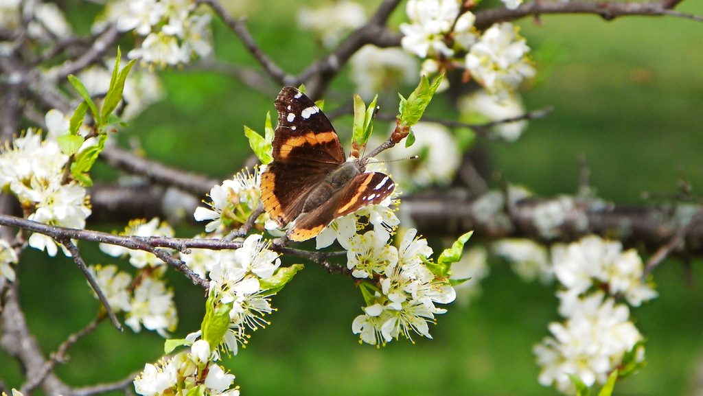 A red admiral butterfly sits on a flowering plum tree branch.