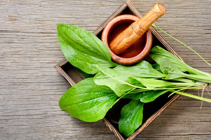 Leaf of greater plantain in box with a mortar