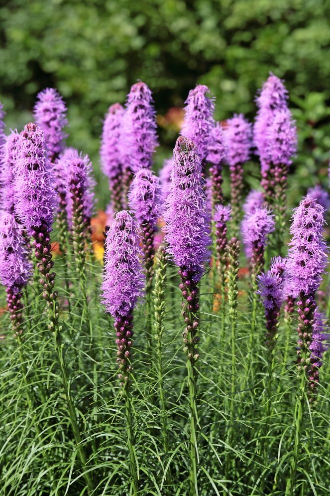 blazing star liatris gayfeather
