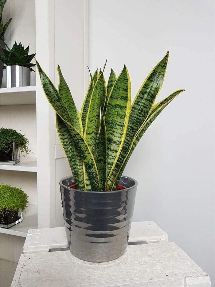 Snakeplant