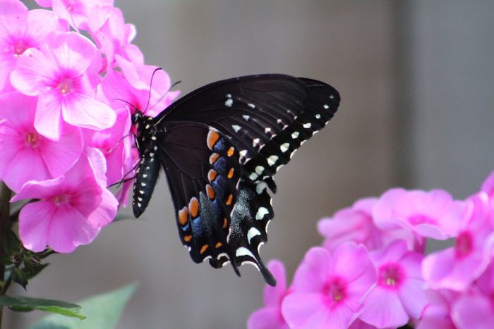 A spicebush swallowtail butterfly lands on a phlox flower, flowers that butterflies like
