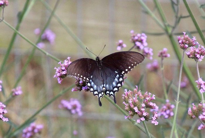Spicebush swallowtail on Verbena, flowers that butterflies like