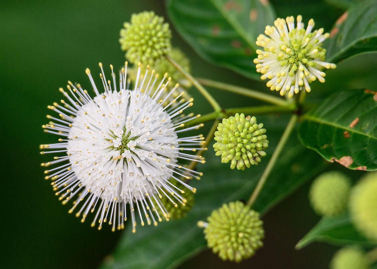 buttonbush