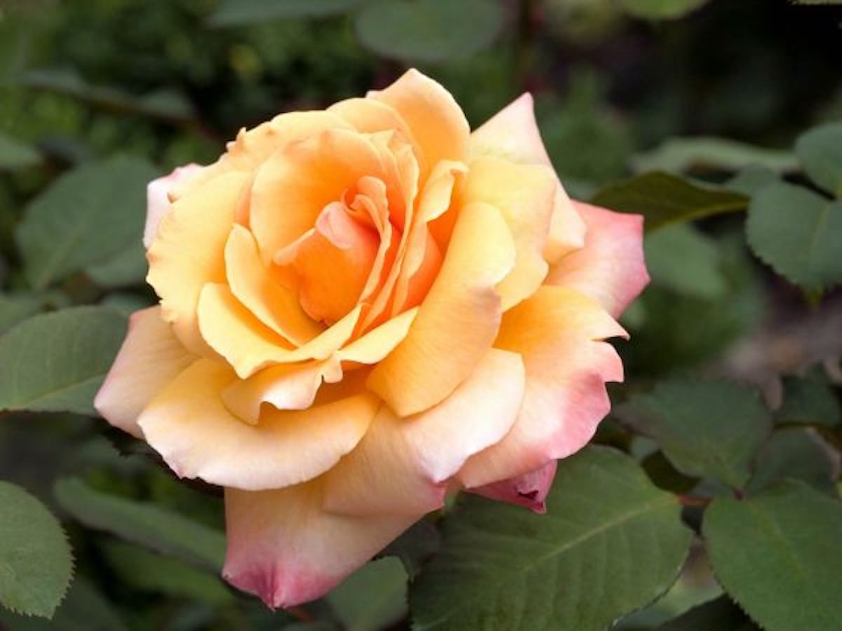 Tahitian Sunset rose, pink and orange flowers