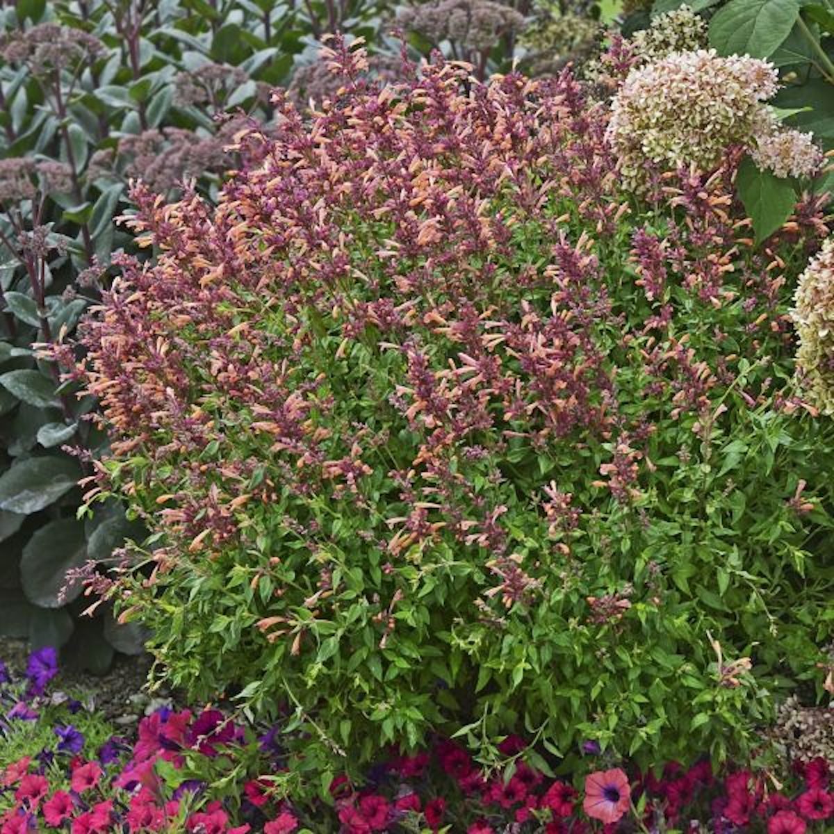 Peachie Keen anise hyssop