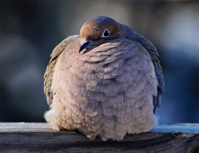 mourning dove