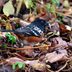 The Best Way to Attract Birds That Don’t Visit Bird Feeders