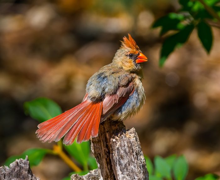 female cardinal
