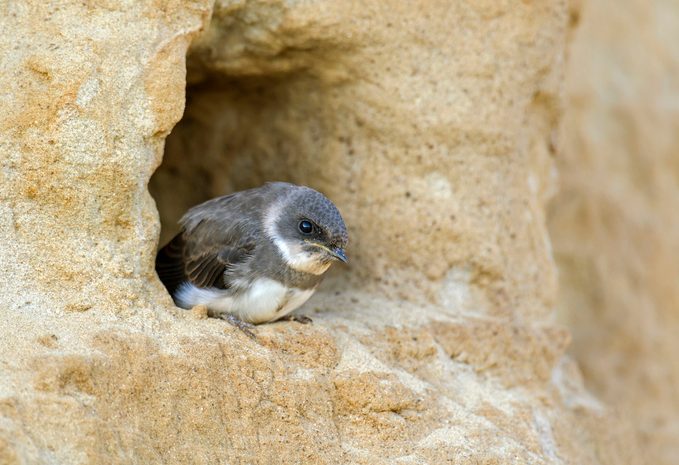 Bank swallow