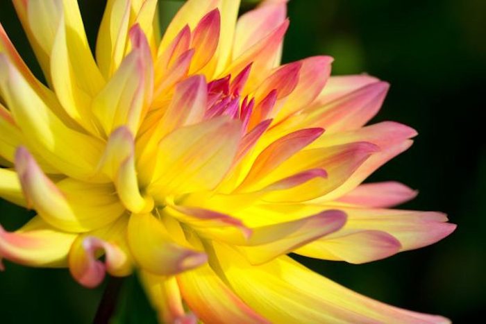 Cabana Banana dahlia
