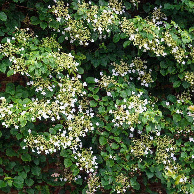 climbing hydrabgea