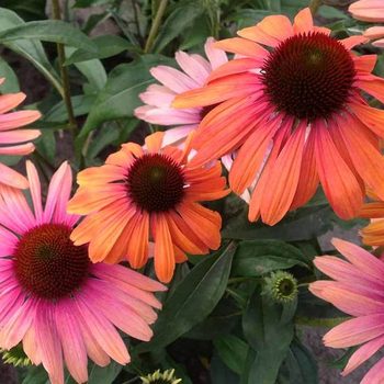 Butterfly Rainbow Marcella coneflower, pink and orange flowers