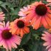Top 10 Pink, Yellow and Orange Flowers That Look Like a Sunset