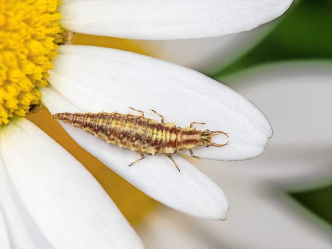 Lacewing beneficial insects