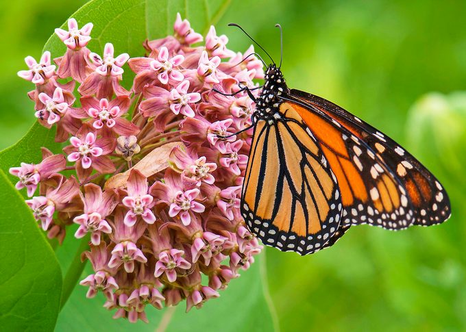 monarch on milkweed