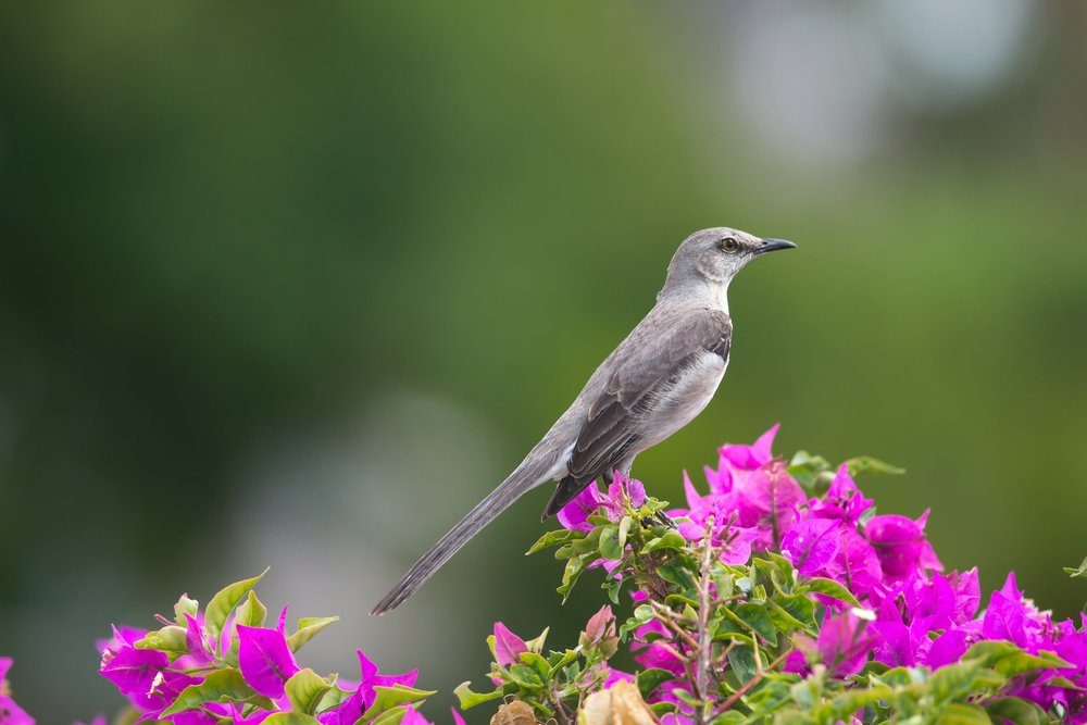 Northern Mockingbird, state bird of Arkansas, Florida, Mississippi, Tennessee and Texas, member of the Mimidae family.