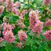 6 Hydrangea Types You Need in Your Garden