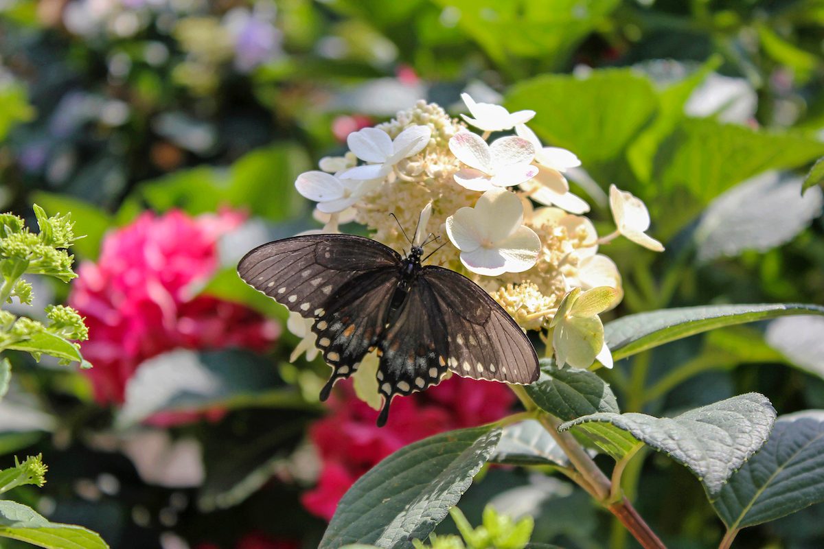 panicle hydrangea
