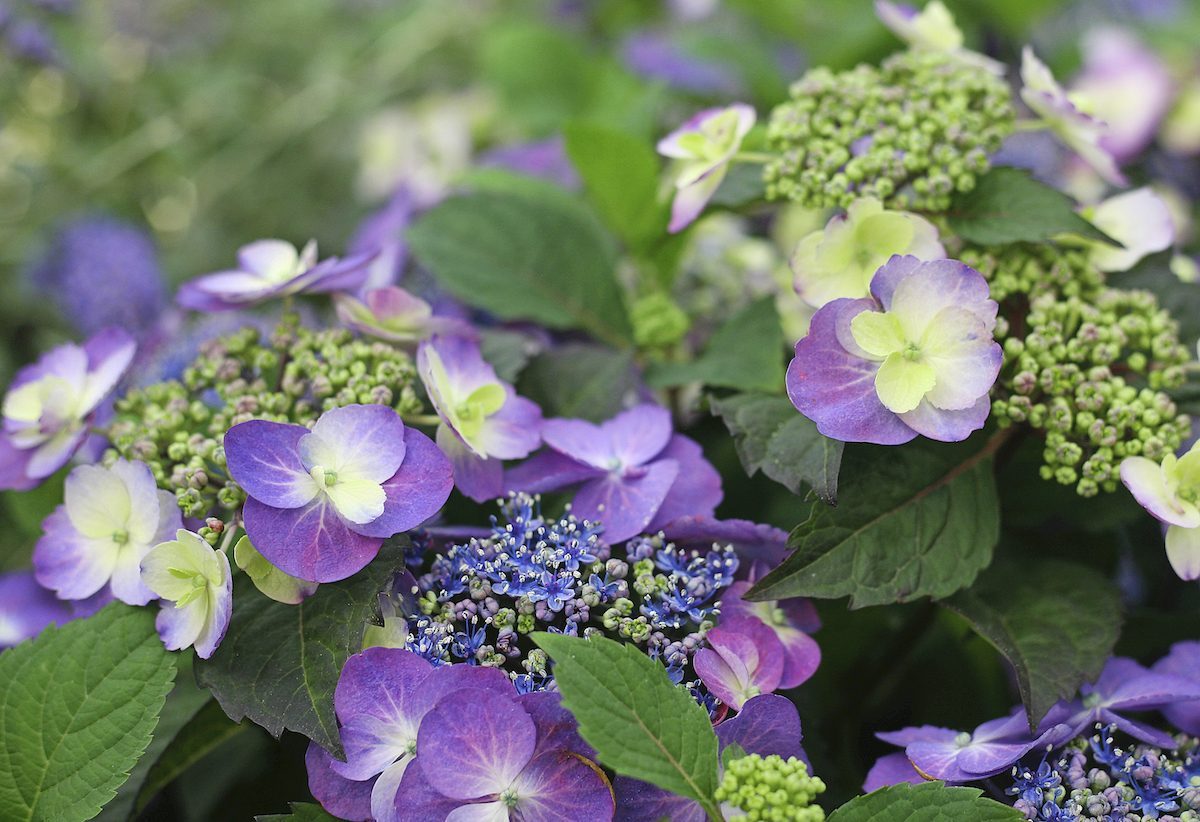 mountain hydrangea, hydrangea types
