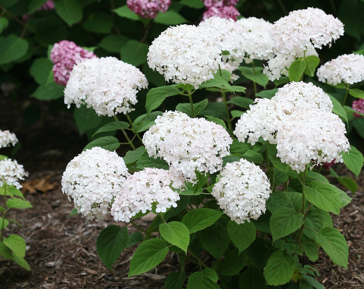 smooth hydrangea, hydrangea types
