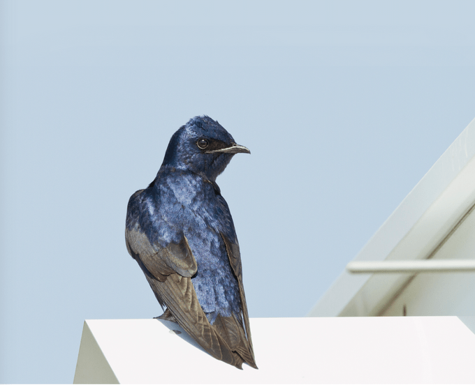 Purple martin perched.