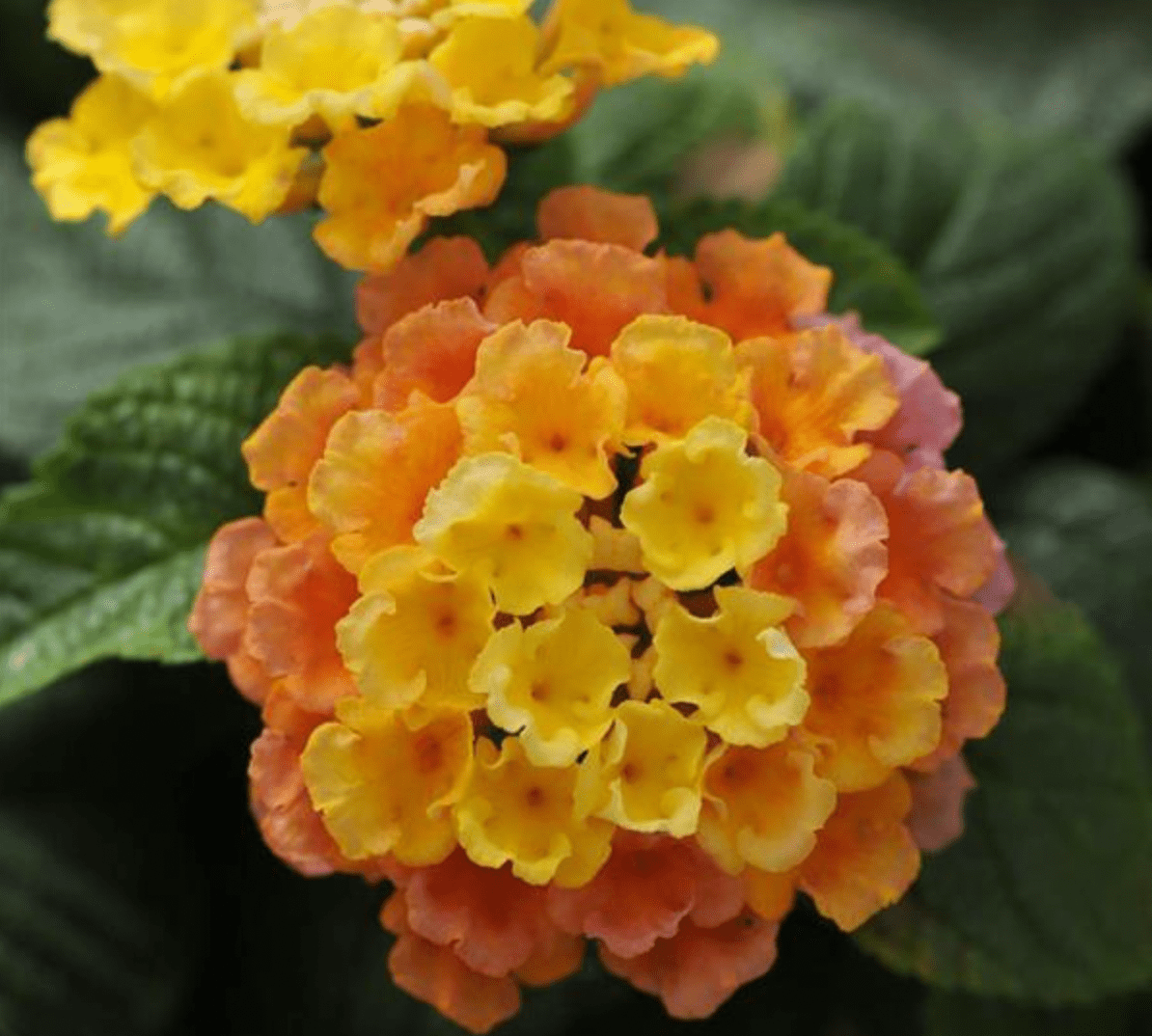 peach glow lantana