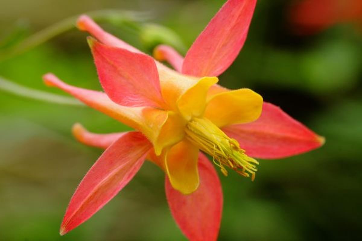 Tequila Sunrise columbine