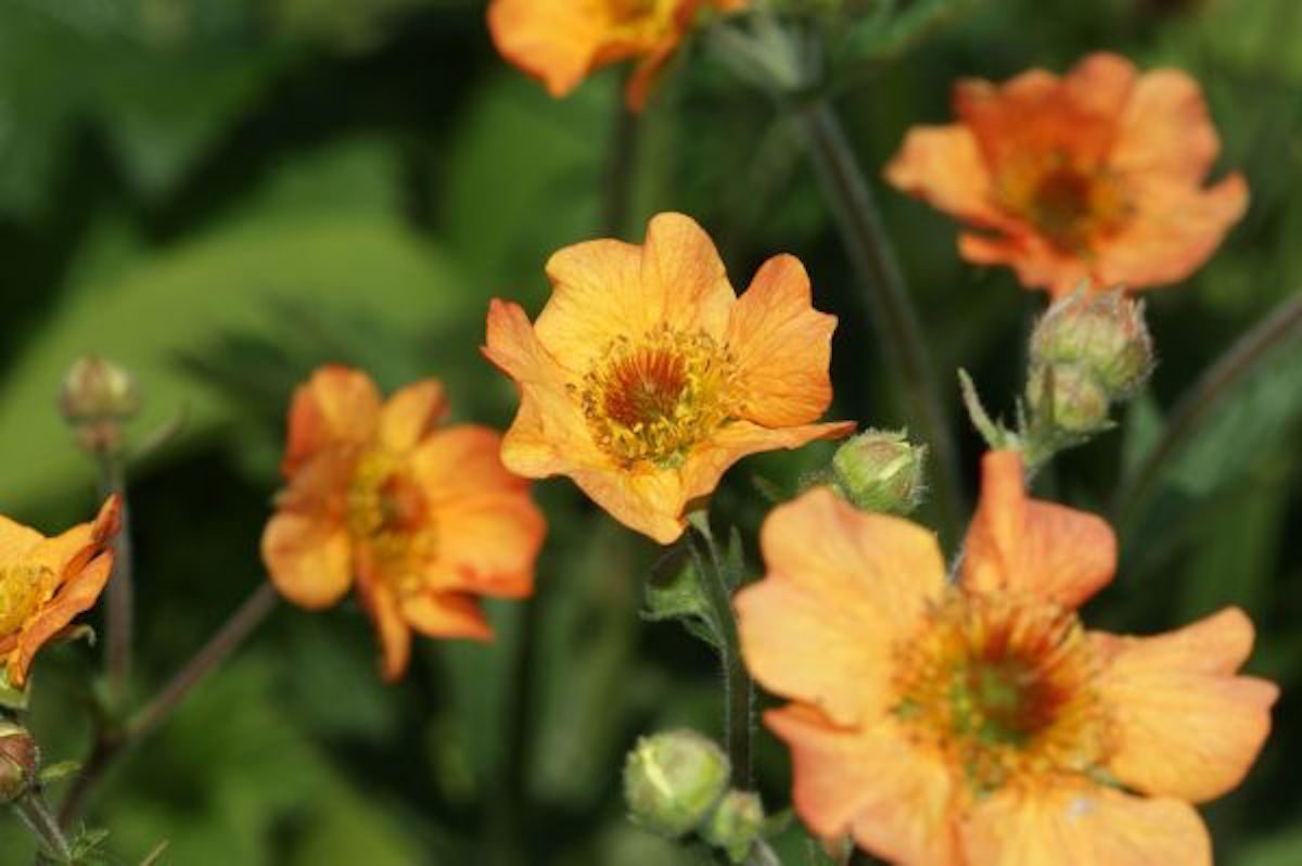 Totally Tangerine avens