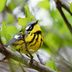 Meet the Majestic Magnolia Warbler