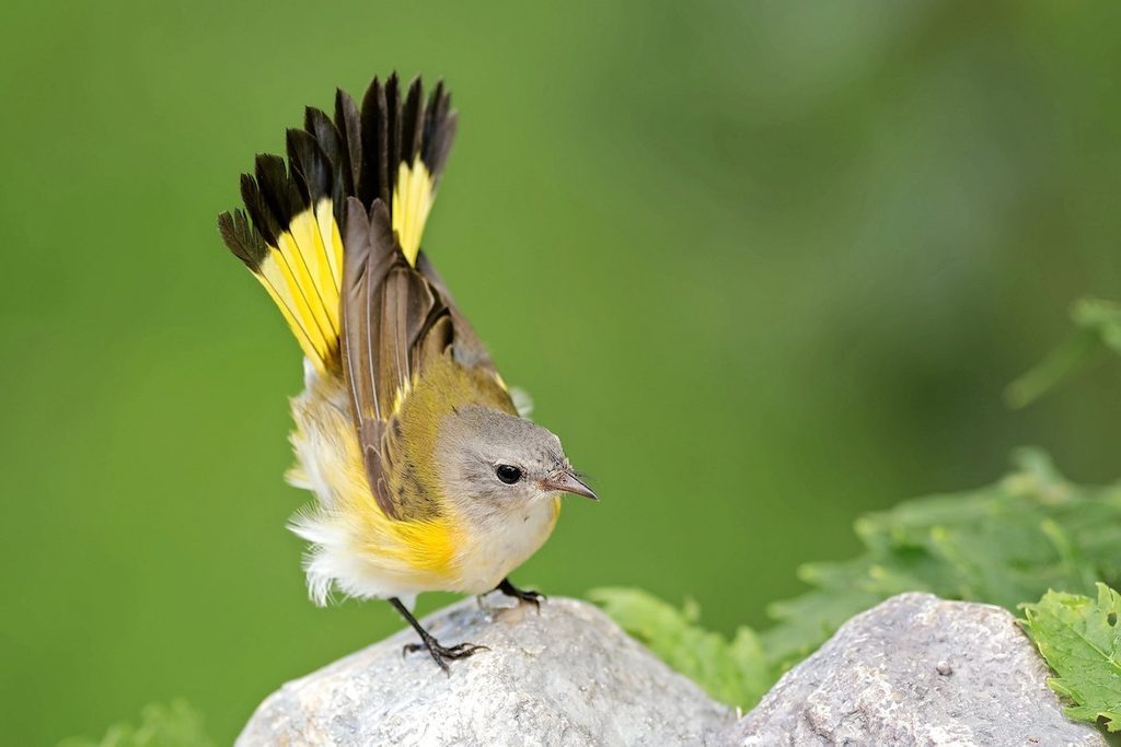 American redstart female