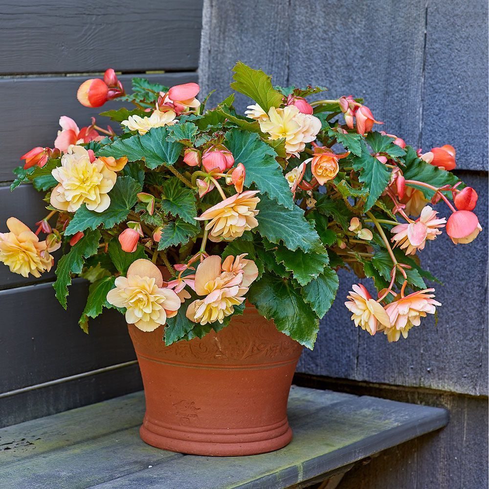 begonia fragrant falls peach, pink and orange flowers