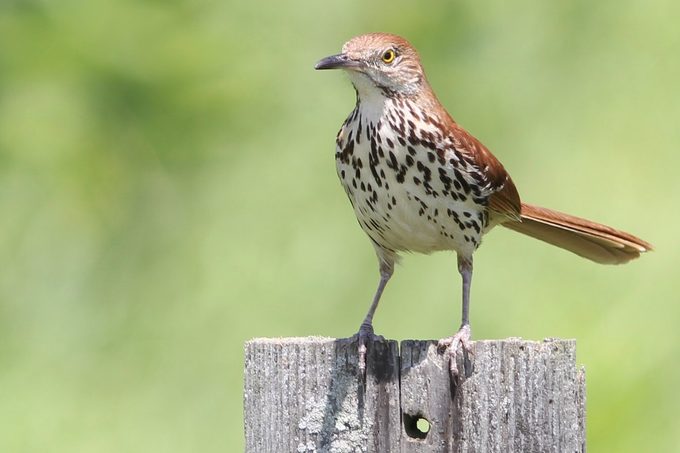 brown thrasher