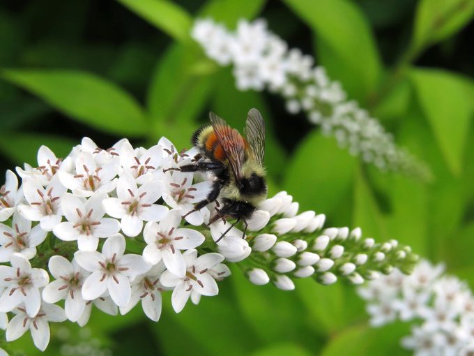 bumblebee on gooseneck loosestrife flower