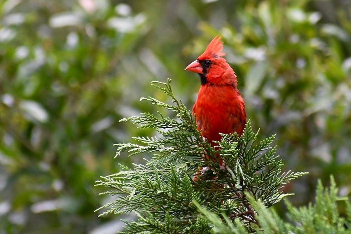 cardinal in tree