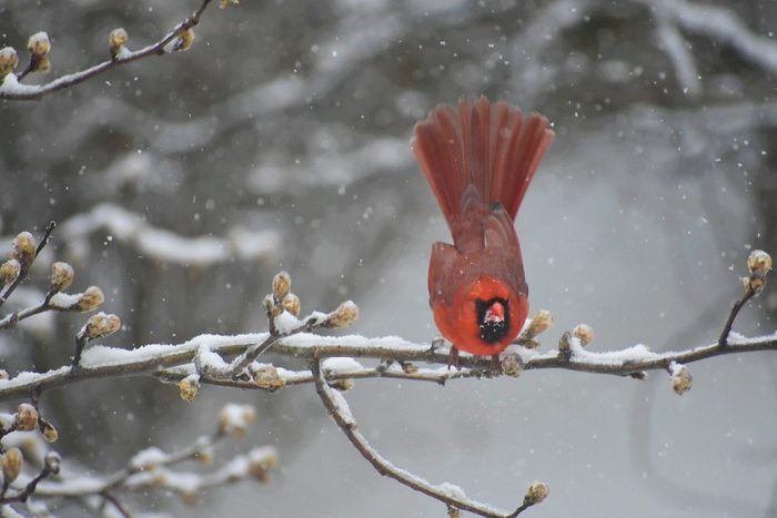 cardinal in snow