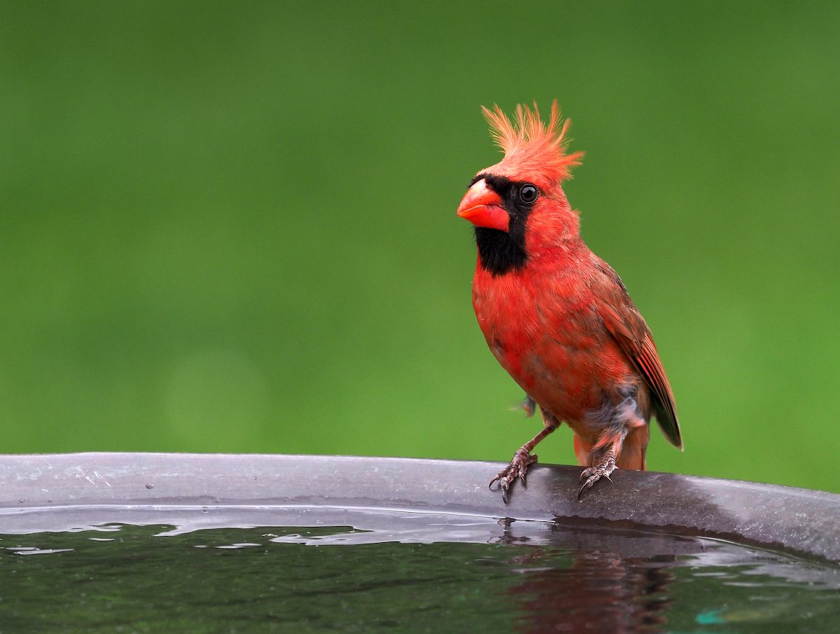 cardinal on bird bath