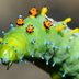 Quiz: How Many Types of Caterpillars Can You Identify?