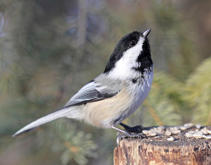 black-capped chickadee