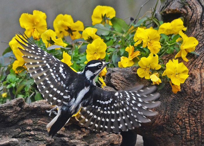 downy woodpecker