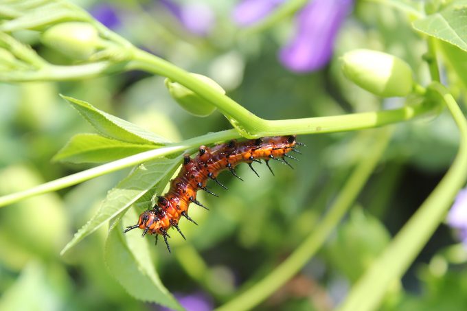 gulf fritillary caterpillar