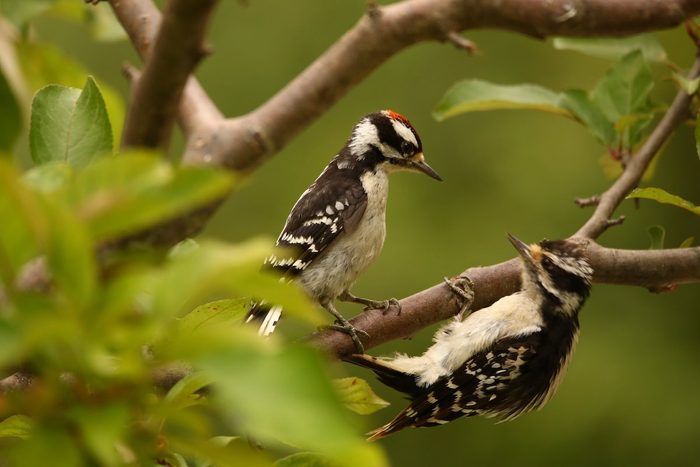 hairy woodpecker