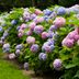 Here’s How to Change the Color of Your Hydrangeas