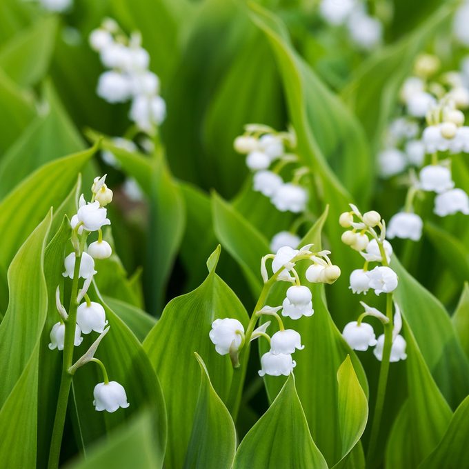 Close up of Lily of the valley