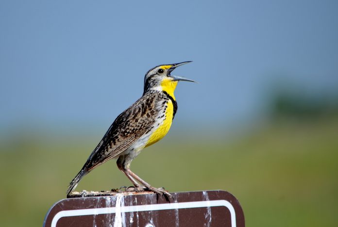 western meadowlark