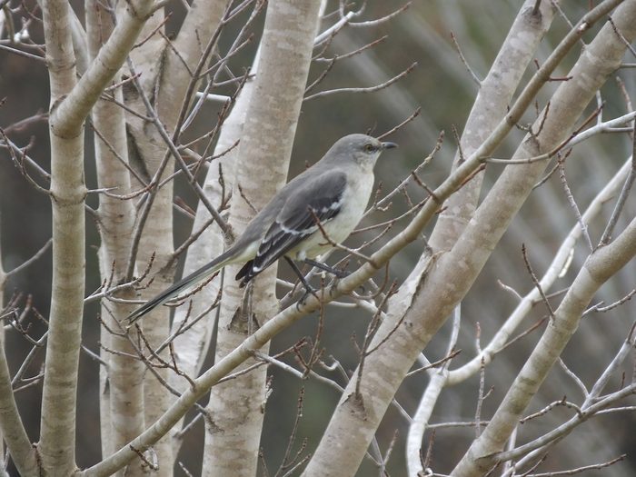 mockingbird