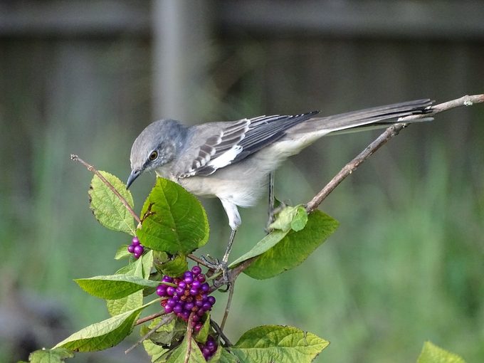mockingbird