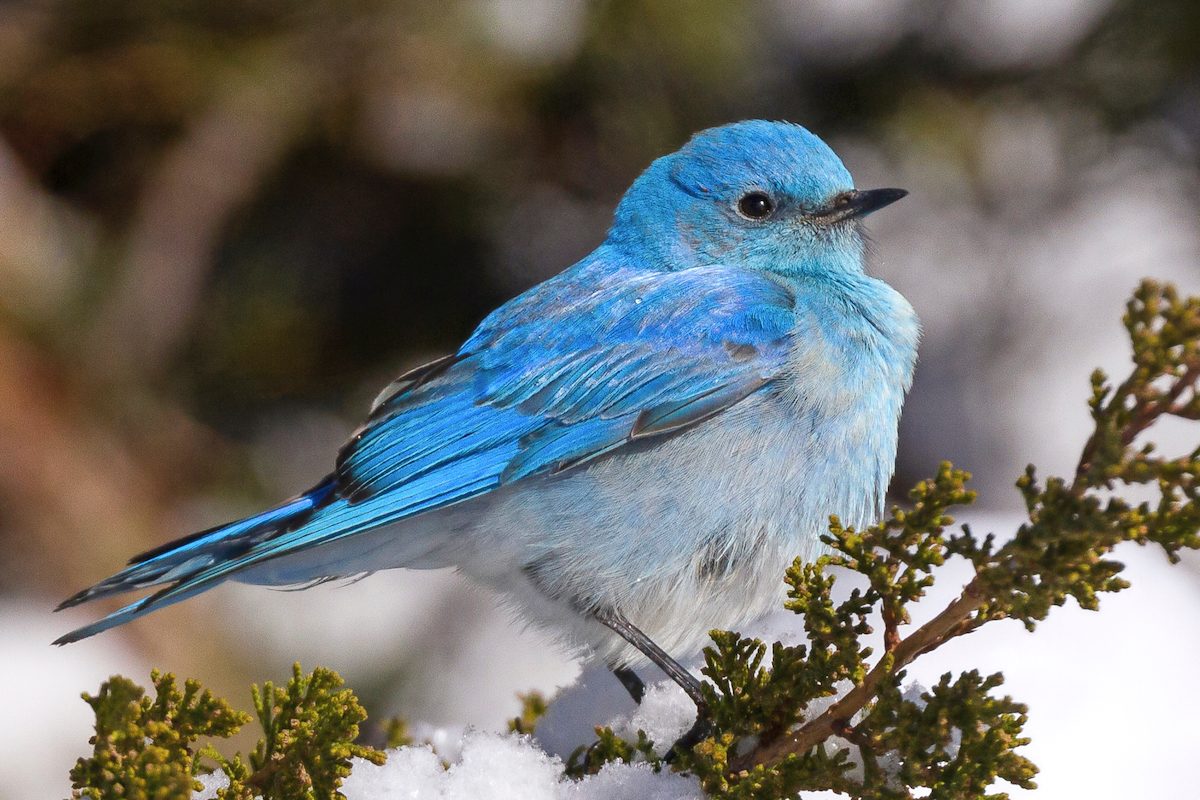 mountain bluebird
