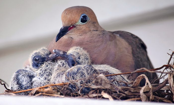 mourning dove nest